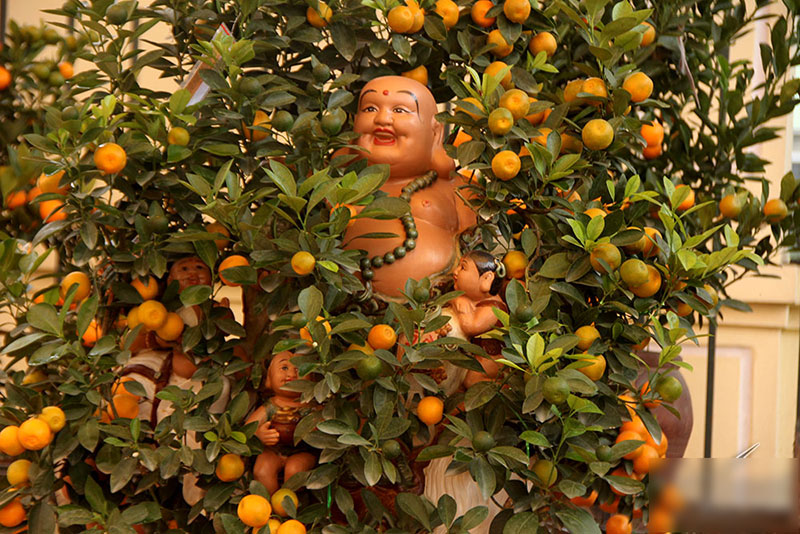 Cây quất độc nhất được ngã giá trăm triệu chưa bán